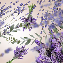 lavender_fields