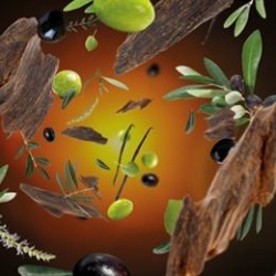 under_the_olive_tree